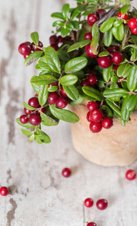 Fresh cranberries on a wooden backgroundの写真素材
