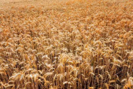 Golden wheat ears close up fields harvest cropの写真素材