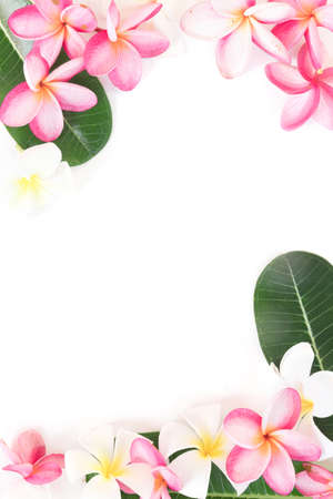 Tropical floral modern border from palm leaves and frangipani plumeria flowerの写真素材