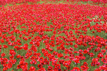 Ceramic poppies installation for Remembrance Day at the Tower of Londonの写真素材