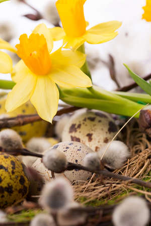 Easter eggs in the nest on a white