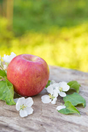 Fresh sweet juicy red apples with flowers on a woodenの写真素材