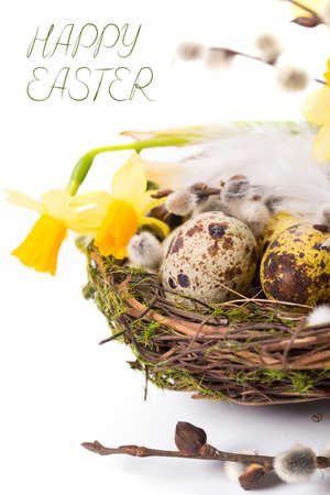 Easter eggs in the nest on a whiteの写真素材