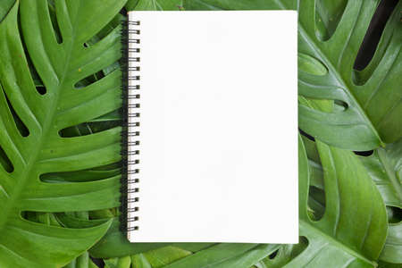 Tropical top view summer botanical concept still life white frame with monstera liana, vine, palm leaves flat lay layoutの写真素材