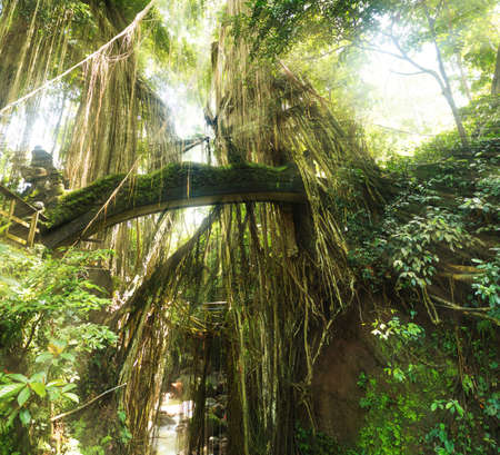 Tropical exotic rain Sacred Monkey forest jungle on Asian Bali island with sun light rays