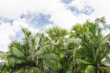 Green tropic exotic palm tree leaves in front of blue sky