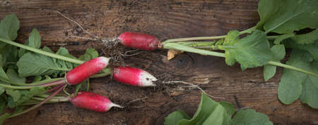 Still life fresh radish vegetables harvest crop  on wood