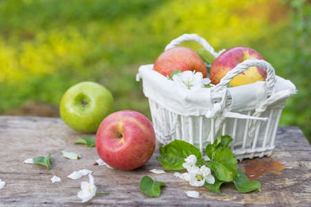 Fresh sweet juicy red and green apples with flowers on a wooden  in gardenの写真素材