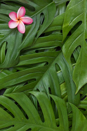 Monstera liana, vine top view still life  with frangipani plumeria flower tropical wallpaper flat lay layoutの写真素材