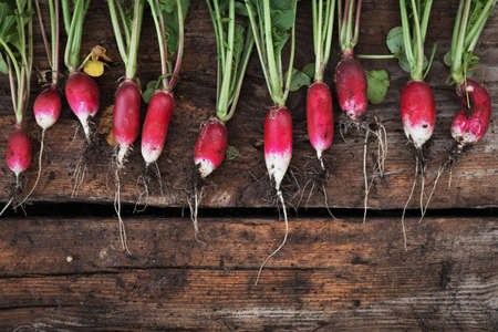Still life fresh radish vegetables harvest crop  on woodの写真素材