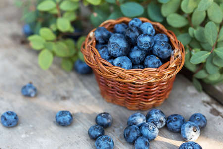 Fresh raw blueberries with leaves on wooden  in garden. Organic bilberry raw food.の写真素材