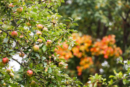 Beautiful red apple tree on colorfulの写真素材