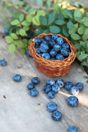 Fresh raw blueberries with leaves on wooden  in garden. Organic bilberry raw food.の写真素材