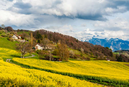 Beautiful spring landscape with raps field, dramatic sky and Alpsの写真素材