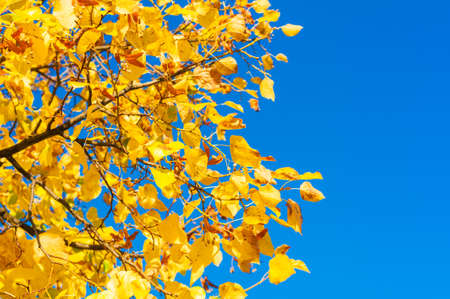 Golden leaves against bright blue skyの写真素材