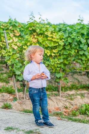 Outdoor portrait of a cute toddler boy in jeans, shirt and moccasins, standing against vineyardsの写真素材