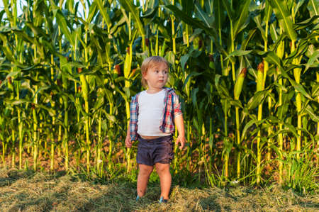 Outdoor portrait of a cute baby boy in a corn field on sunsetの写真素材