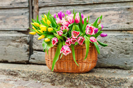 A big basket full of fresh colorful tulips outdoorsの写真素材