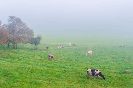 Foggy morning over cow pastureの写真素材