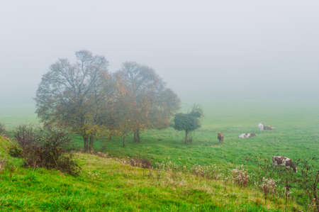 Foggy morning over cow pastureの写真素材