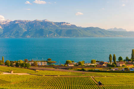 Lavaux vineyards in spring, Switzerlandの写真素材