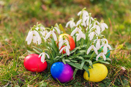 Colorful easter eggs laying between snowdropsの写真素材