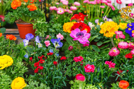 Colorful flowers in pots in flower shop