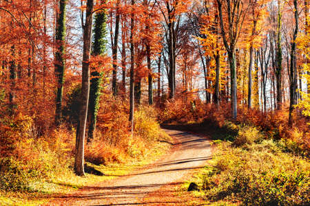 Pathway through the autumn forestの写真素材