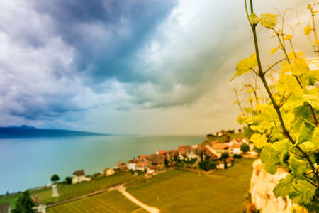 Vineyards of the Lavaux region over lake Leman (lake of Geneva), toned imageの写真素材