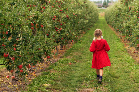 Cute little blond girl playing in apple orchard in early autumn, back viewの写真素材