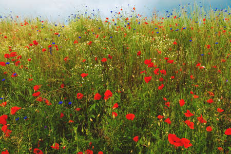 Beautiful poppy field in countrysideの写真素材