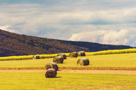 Summer farm scenery with haystacks in the field. Agriculture conceptの写真素材