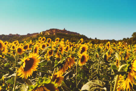 Sunflowers field in summertime, image taken in Tuscany, Italyの写真素材