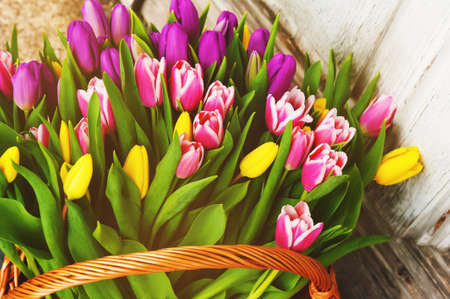 A big basket full of fresh colorful tulips outdoorsの写真素材