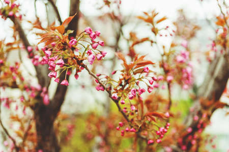 Beginning of cherry blossomの写真素材