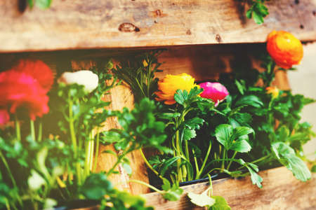 Colorful buttercups flowers in a crateの写真素材