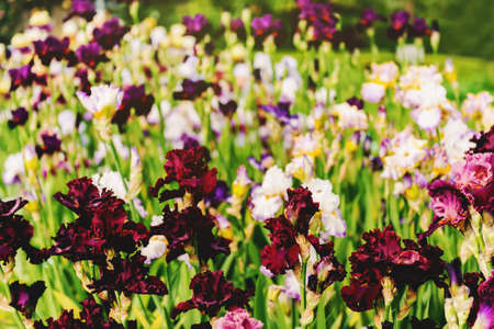 Multicolor Iris flowers in a gardenの写真素材