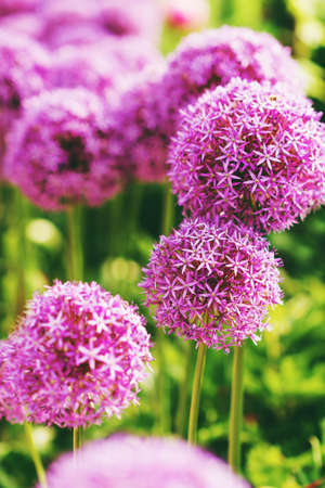 Purple giant Allium Flowers plant in the garden
