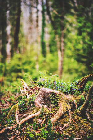 Beautiful tree stump in the forestの写真素材