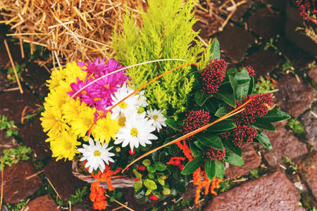 Colorful chrysanthemums in pots in flower shopの写真素材