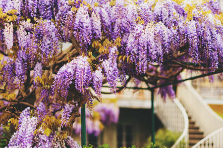 Beautiful purple wisteria blooming in spring gardenの写真素材