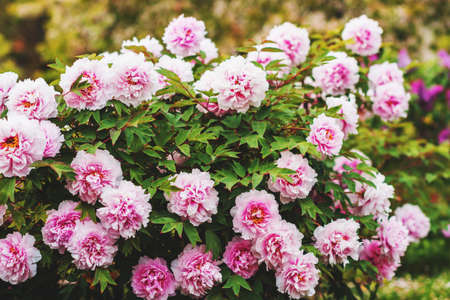 Beautiful pink peonies blooming in spring gardenの写真素材