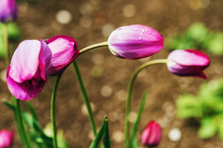 Beautiful bright purple tulips after the rainの写真素材