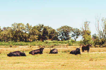 Bullfighting black bulls at Camargue Park on delta Rhone River, Franceの写真素材