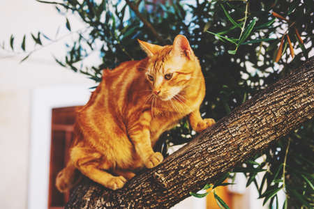 Beautiful red cat on the treeの写真素材