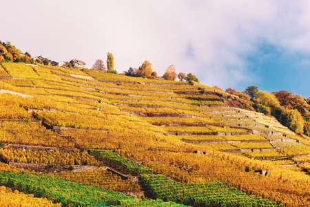 Vineyard terraces at Lake Geneva in autumn, Lavaux, Vaud, Switzerlandの写真素材