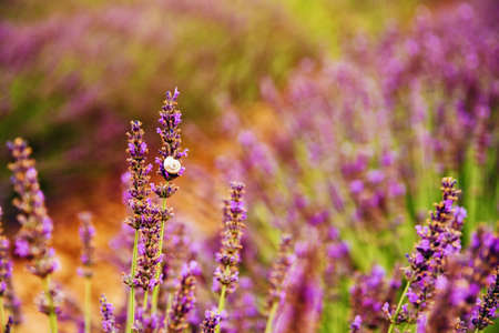 Close up image of lavender flowers on a sunny dayの写真素材