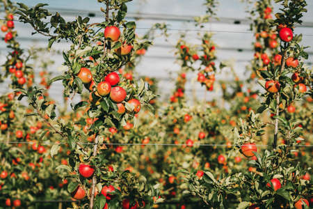 Ripe Apples in Orchard ready for harvesting, intensive agricultureの写真素材