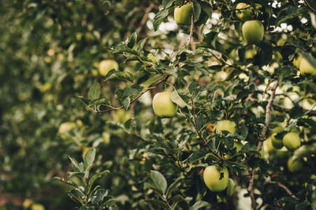 Ripe Apples in Orchard ready for harvesting, intensive agricultureの写真素材