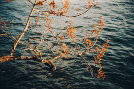 Image of autumn tree taken against dark blue lake waterの写真素材
